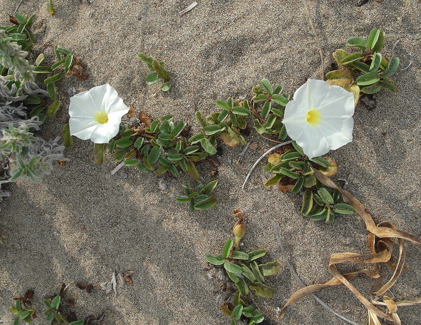 Изображение особи Ipomoea imperati.