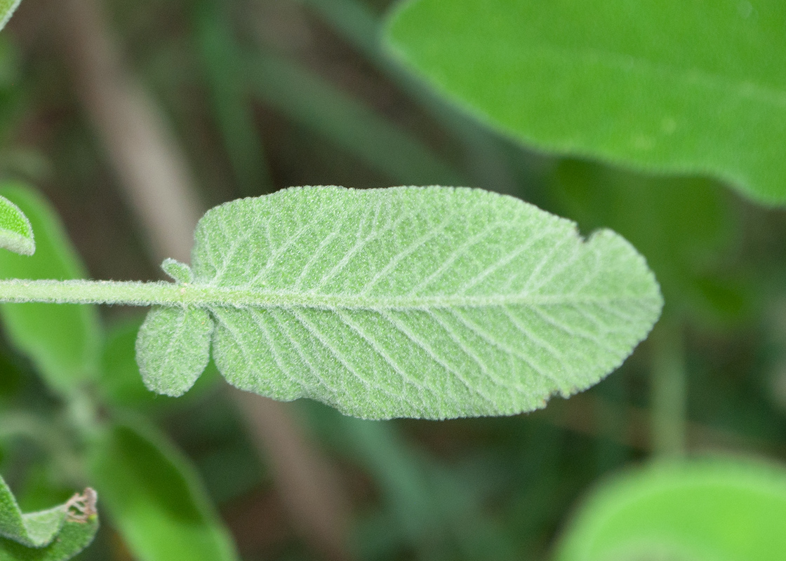 Изображение особи Salvia fruticosa.
