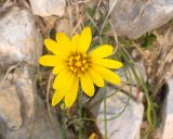 Tragopogon filifolius