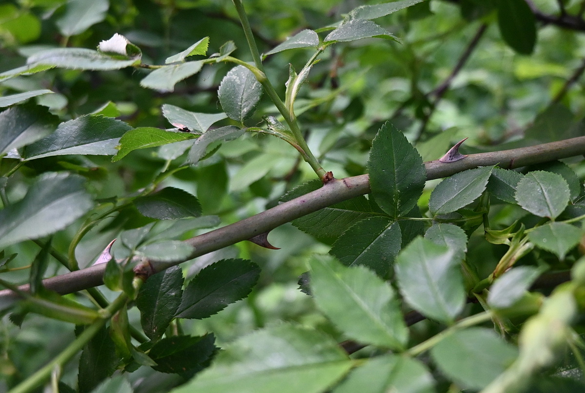 Изображение особи род Rosa.