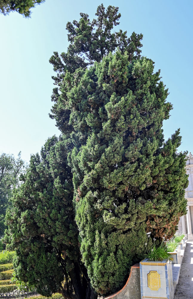 Image of Cupressus sempervirens specimen.