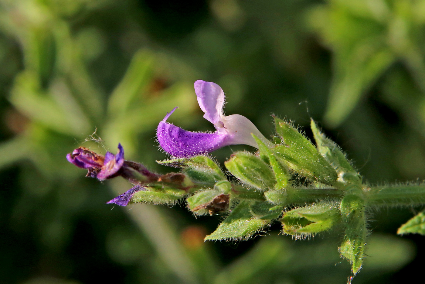 Image of Salvia viridis specimen.