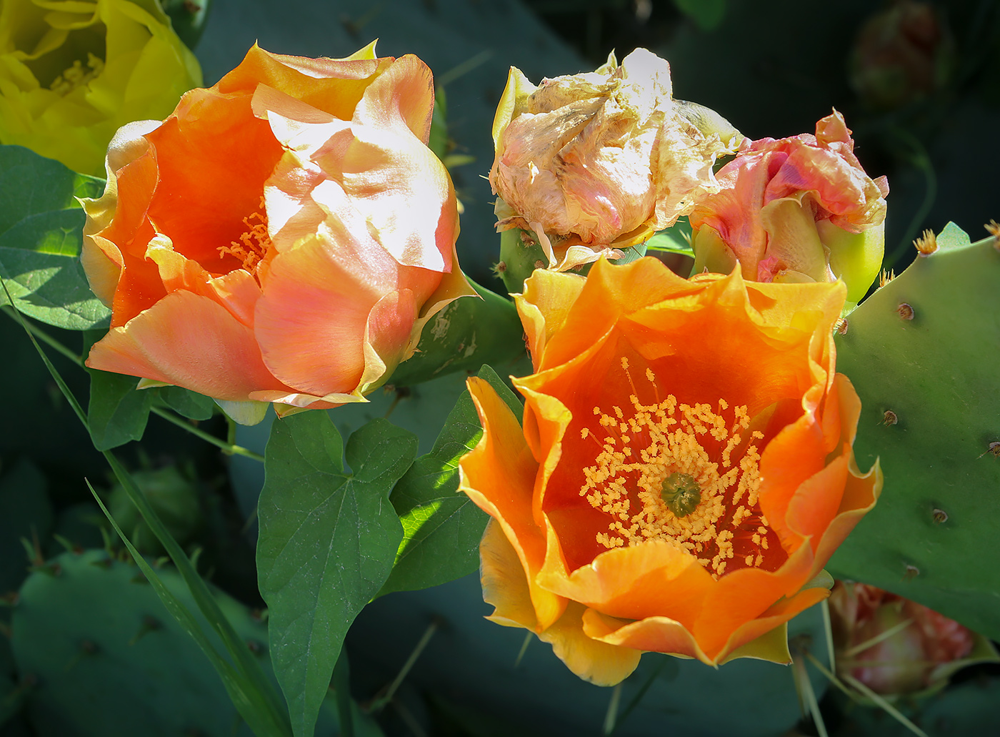 Изображение особи род Opuntia.