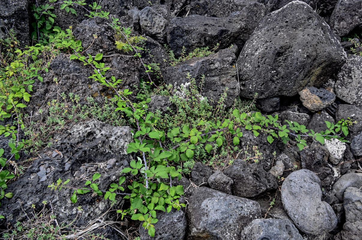 Изображение особи Rubus ulmifolius.