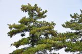 род Pinus. Верхушка плодоносящего растения. Китай, пров. Шэньси, национальный парк \"Хуашань\", ≈ 2000 м н.у.м., скала. 13.10.2025.