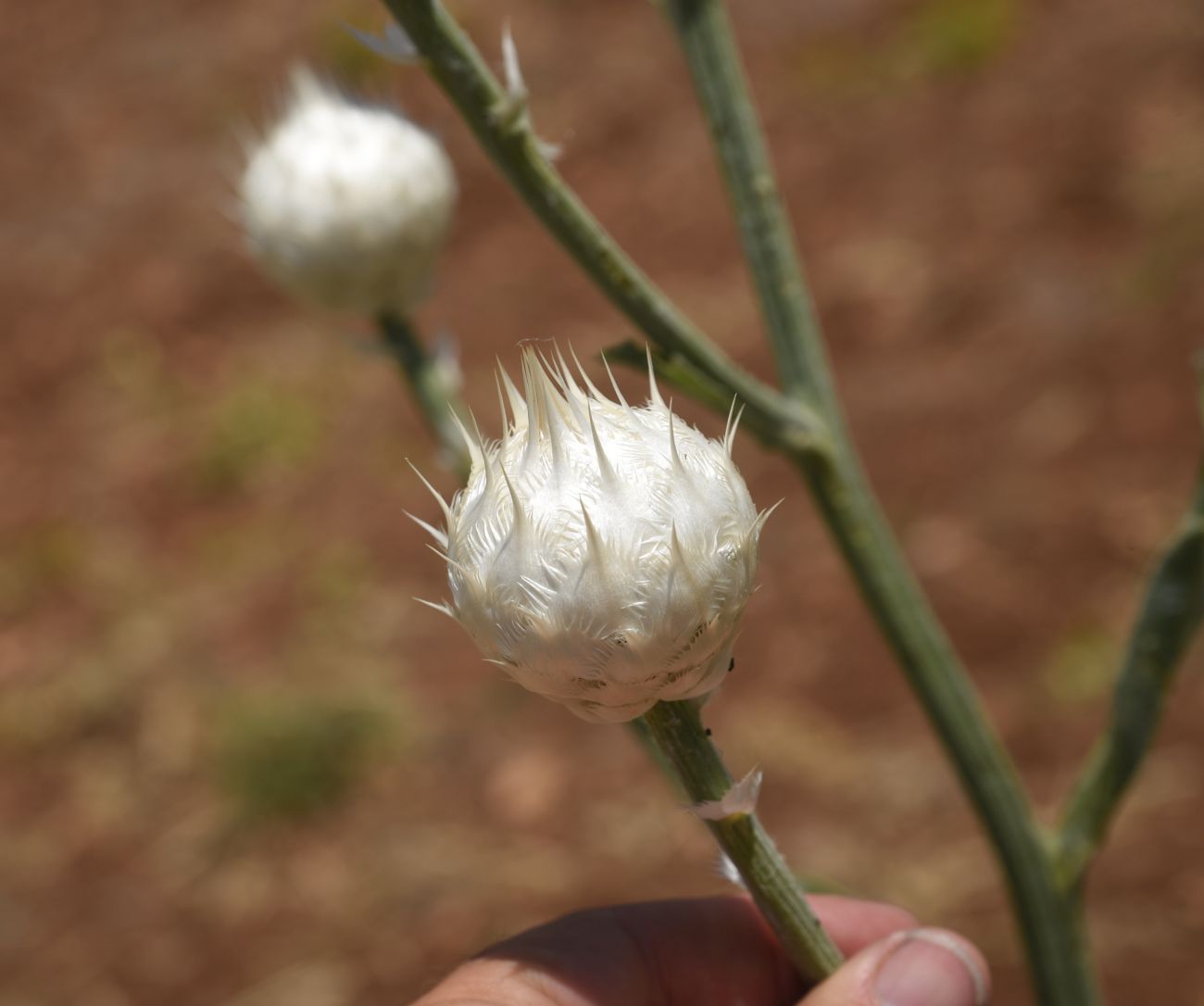 Image of Centaurea kurdica specimen.