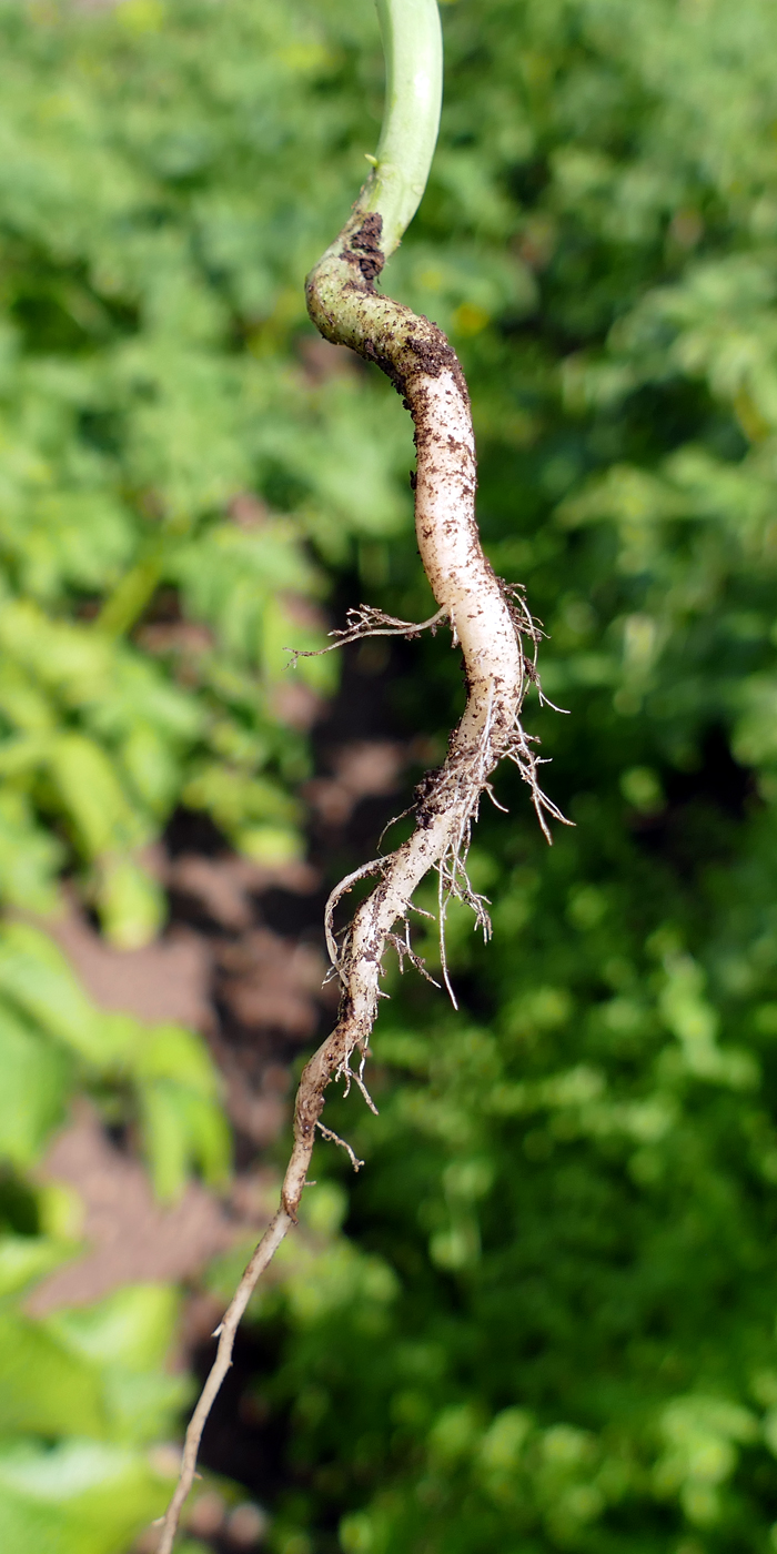 Image of Erysimum cheiranthoides specimen.