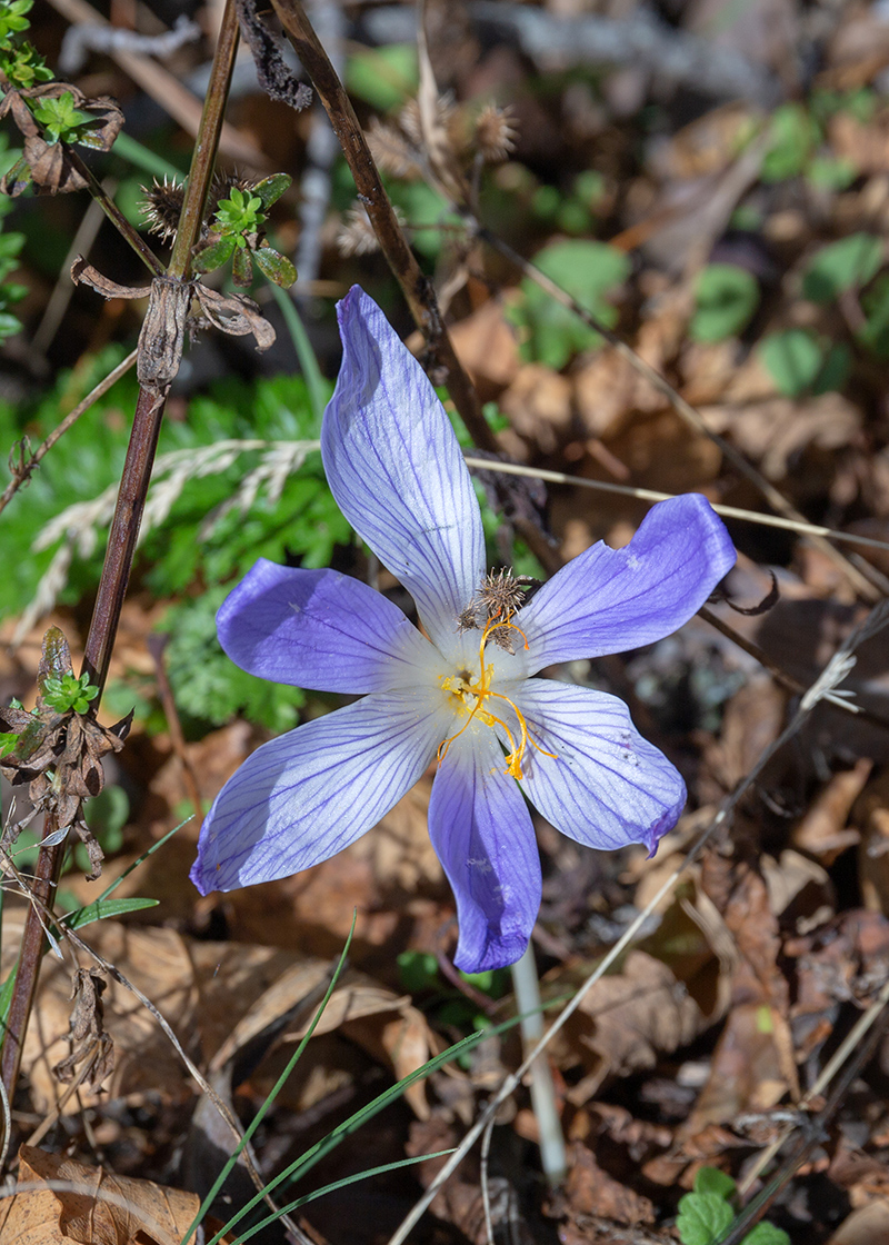 Изображение особи Crocus speciosus.