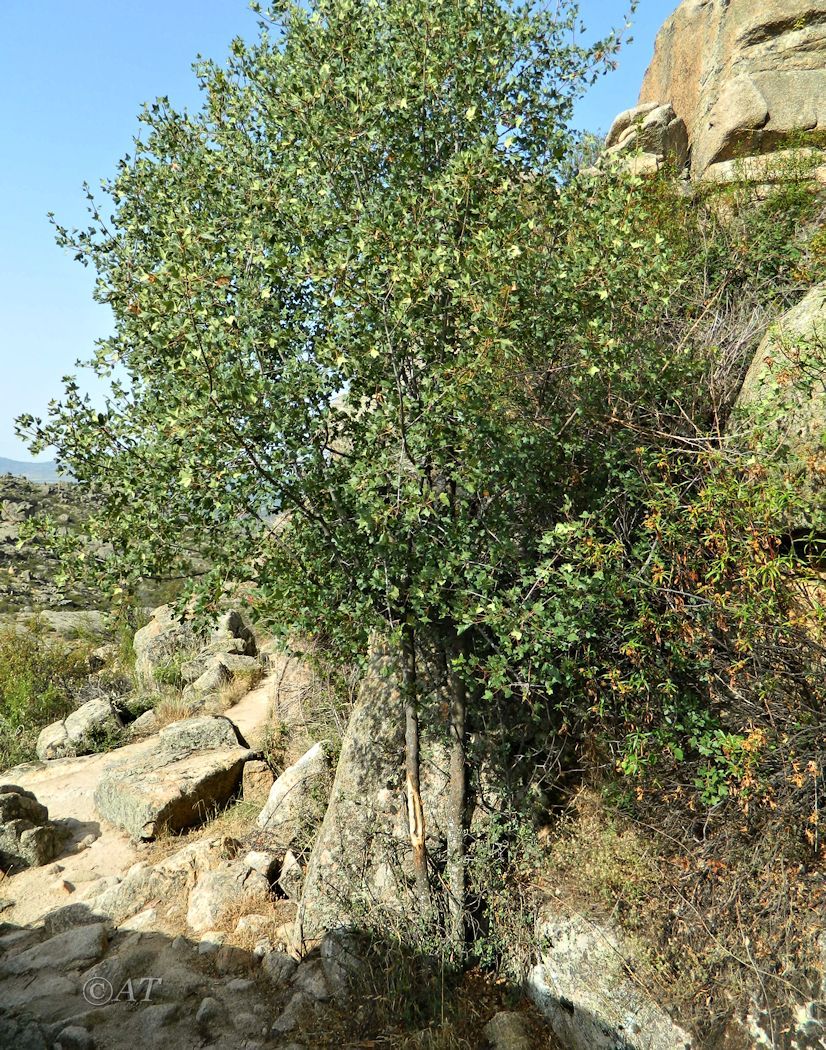 Изображение особи Acer monspessulanum.