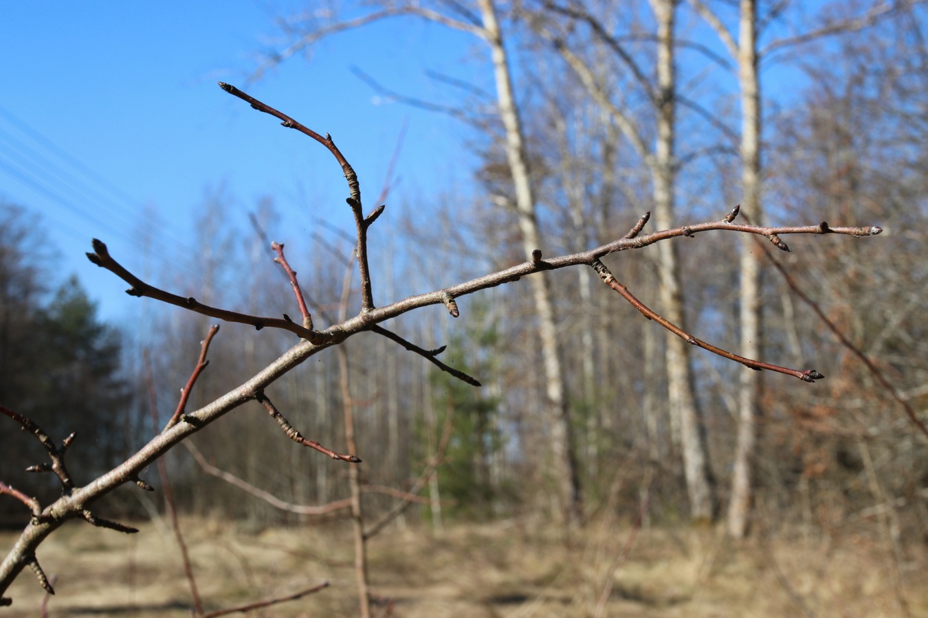 Image of Pyrus pyraster specimen.