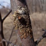 division Ascomycota. Таллом с апотециями. Хабаровский край, г. Комсомольск-на-Амуре, берег ручья Тёплый ключ, на стволе засыхающей Malus baccata. 14.04.2026.