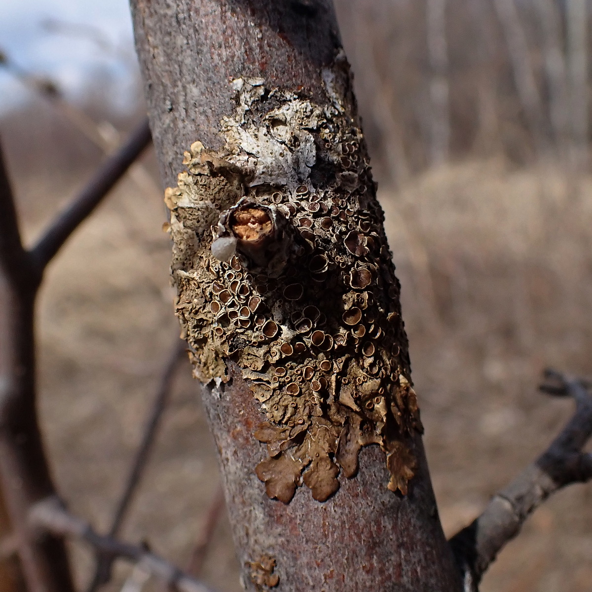Image of genus Melanohalea specimen.
