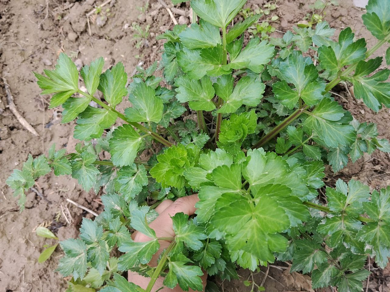 Изображение особи Apium graveolens.