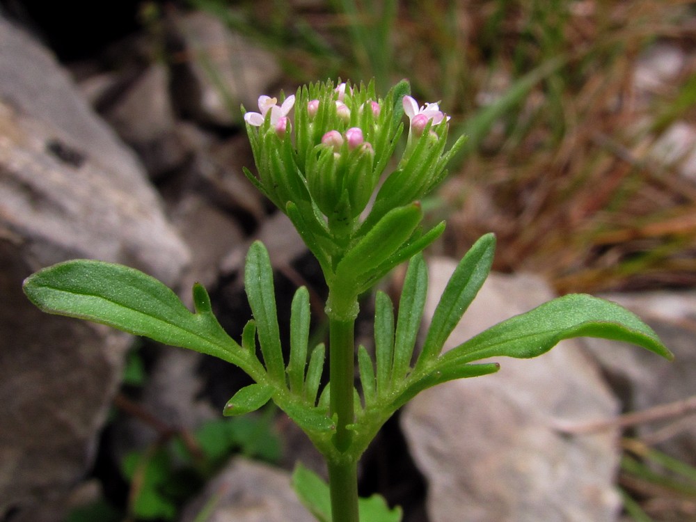 Изображение особи Centranthus calcitrapae.