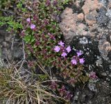 род Thymus. Цветущее растение. Карелия, г. Петрозаводск, территория \"Чёртов Стул\", в расщелине скального плато. 07.06.2026.