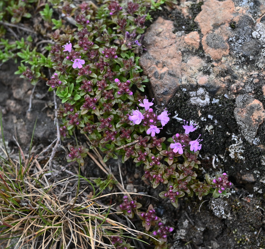 Image of genus Thymus specimen.