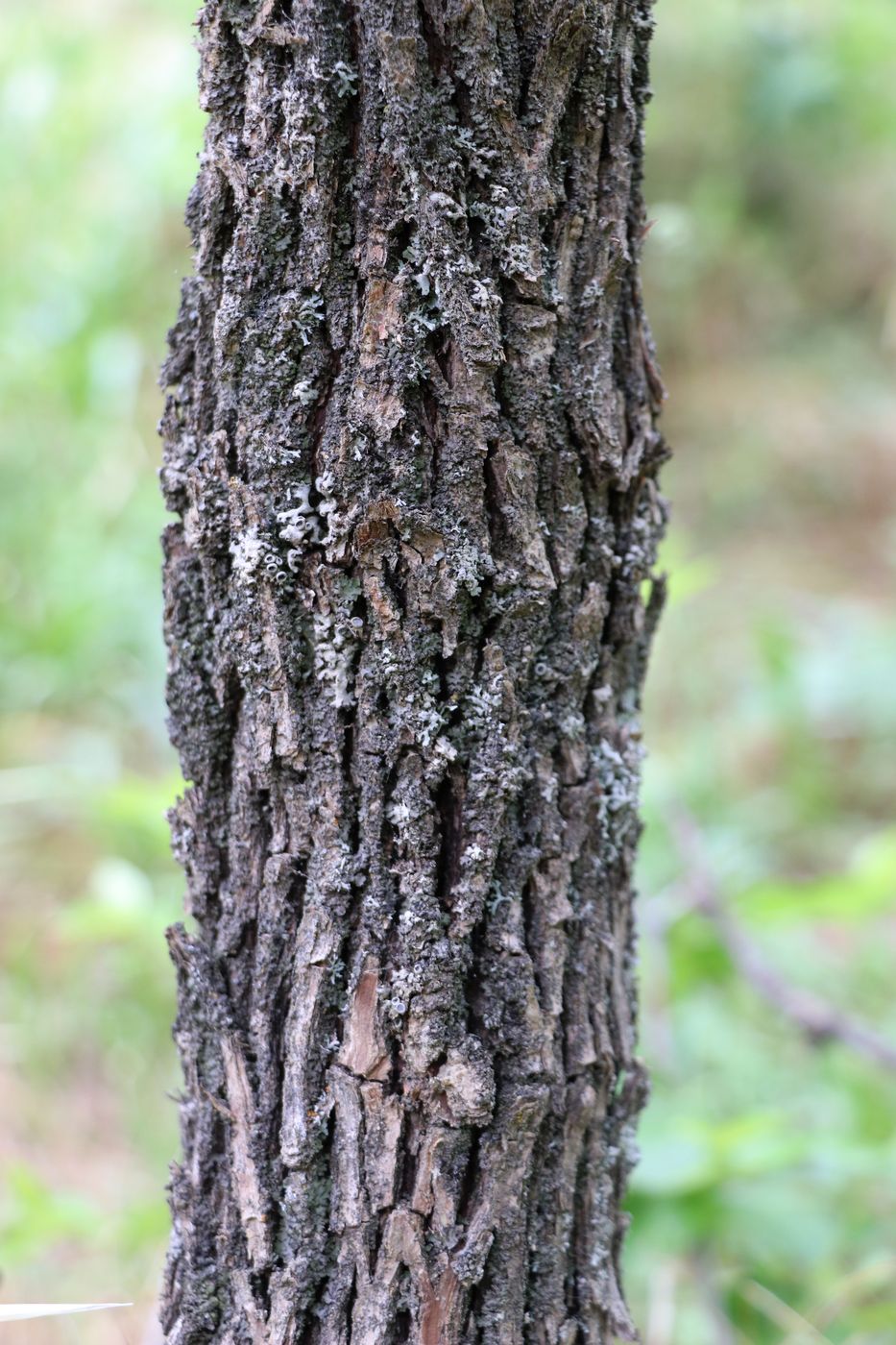 Изображение особи Ziziphus jujuba.