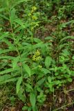Solidago virgaurea
