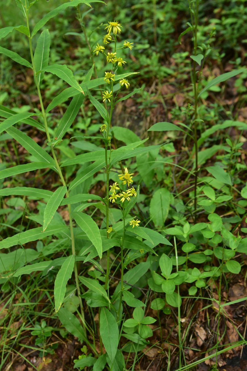 Image of Solidago virgaurea ssp. lapponica specimen.