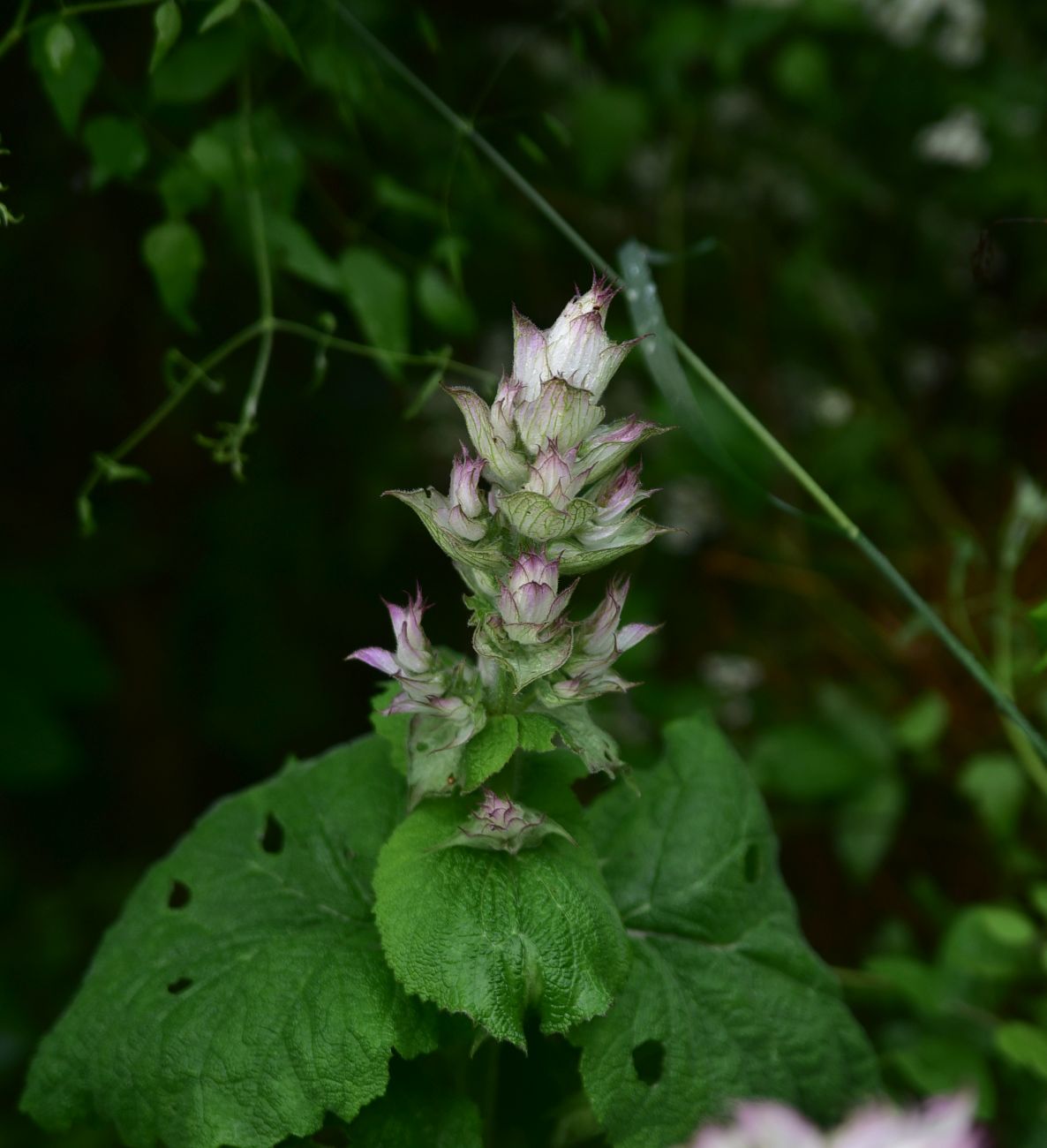 Image of Salvia sclarea specimen.
