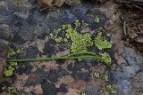 Asplenium septentrionale. Вайя. Турция, ил Артвин, окр. монастыря Парехи, левый борт долины, край скальной тропы (справа — обрыв, слева — стенка). 12 июня 2026 г.