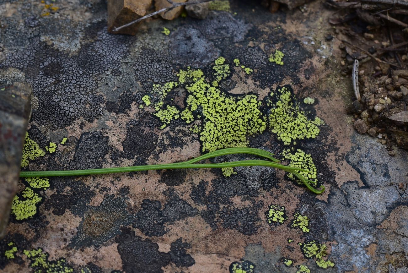 Image of Asplenium septentrionale specimen.