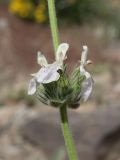 Stachys hissarica