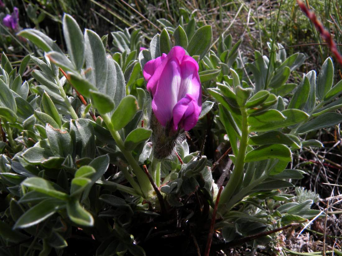 Изображение особи Oxytropis tragacanthoides.