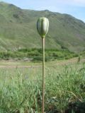 Tulipa kolbintsevii. Верхушка плодоносящего растения. Казахстан, Жетысуская обл., Алакольский р-н; сев.-вост. макросклон Джунгарского Алатау, дол. р. Жаманты (правый приток Кызылтал), степной участок склона вост. экспозиции. 8 мая 2026 г.