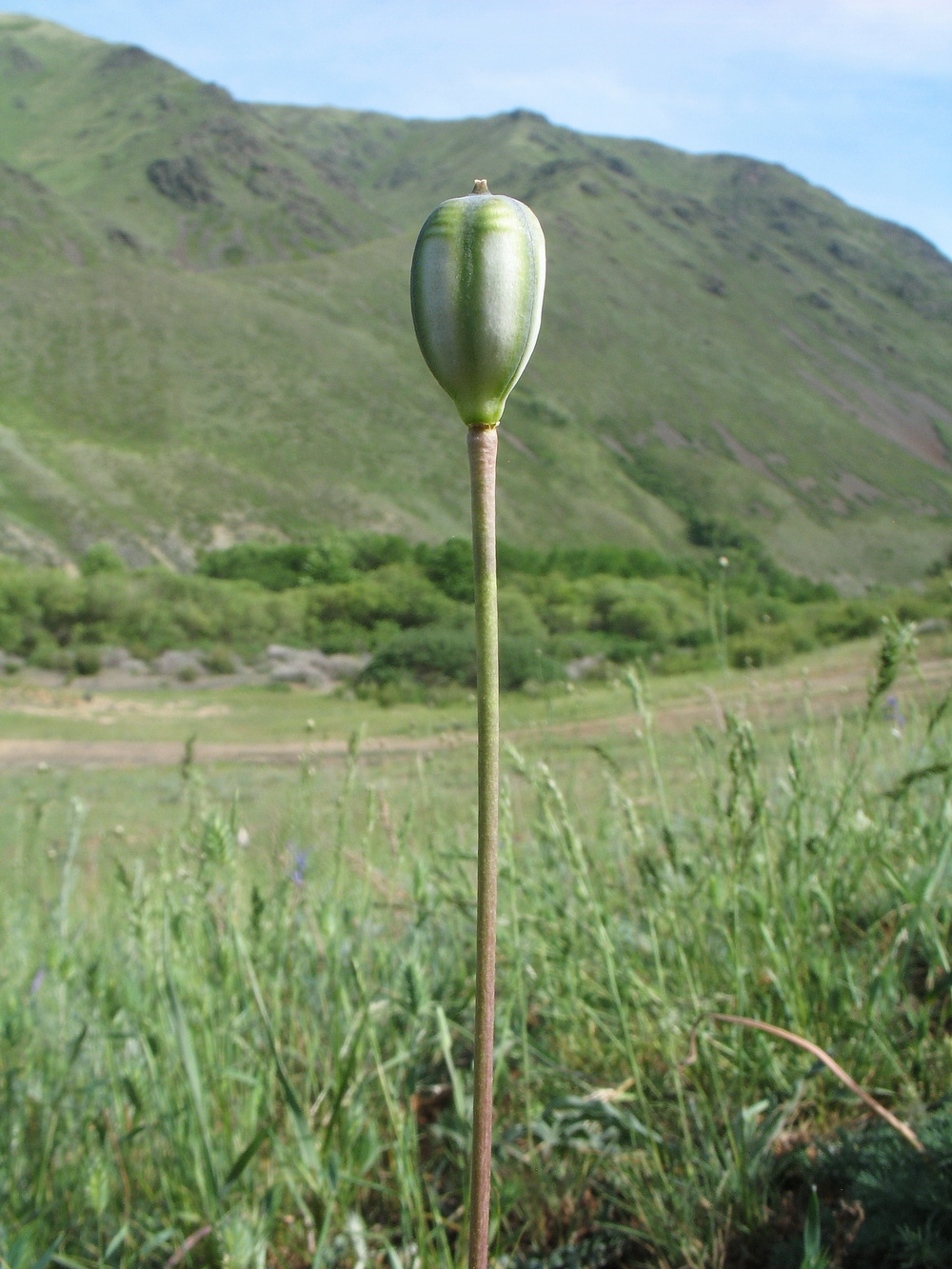 Изображение особи Tulipa kolbintsevii.