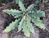 Verbascum sinuatum