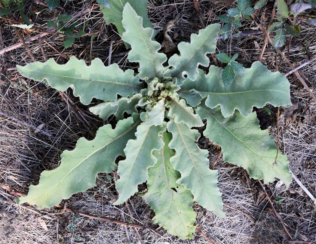 Image of Verbascum sinuatum specimen.
