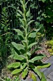 Verbascum thapsus. Нижняя и средняя часть побега цветущего растения. Калининградская обл., Правдинский р-н, г. Правдинск, у дороги. 02.07.2025.