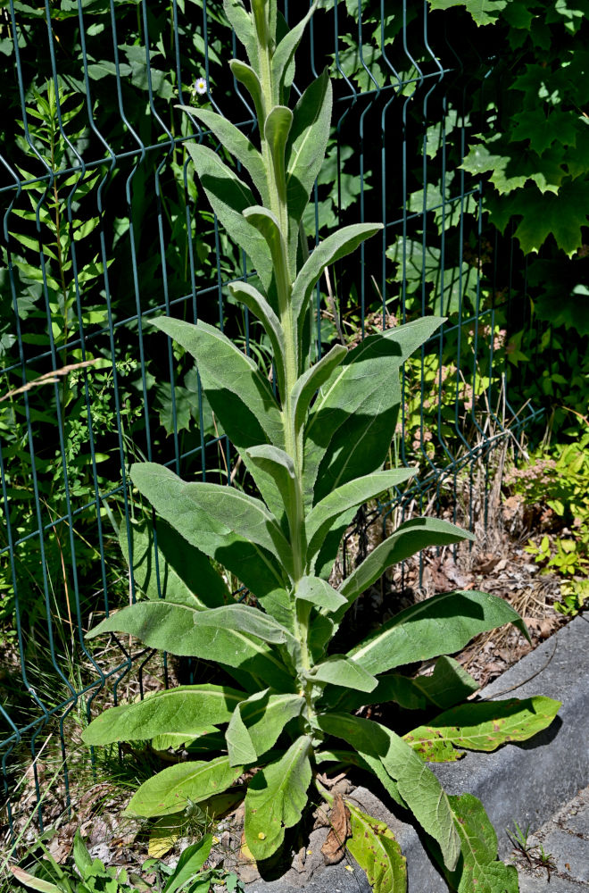 Изображение особи Verbascum thapsus.