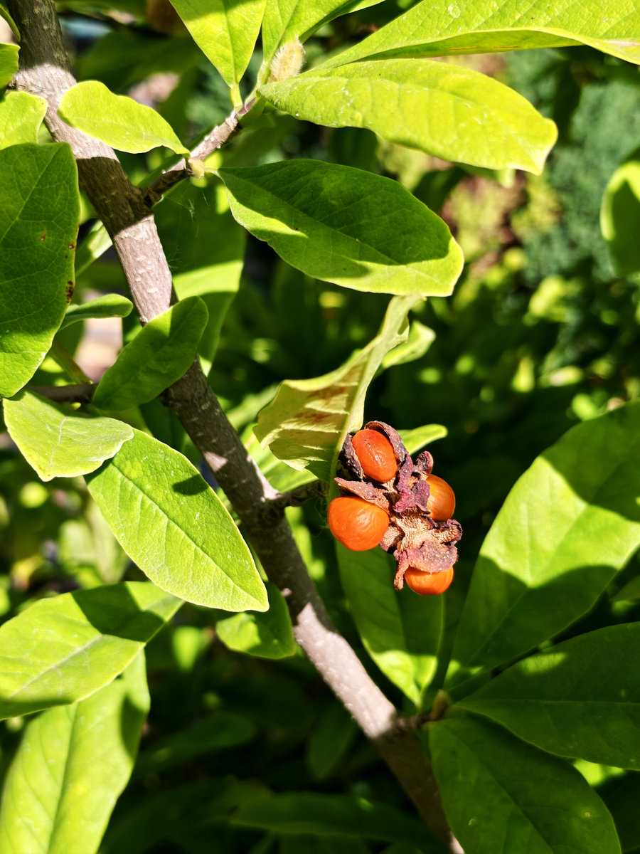 Image of Magnolia stellata specimen.