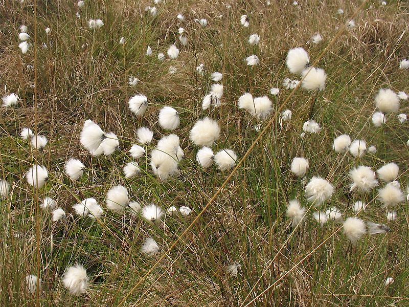 Изображение особи Eriophorum vaginatum.