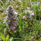 Ajuga multiflora. Цветущие растения (светлая форма). Приморский край, Уссурийский ГО, окр. с. Монакино, луг. 29.05.2011.