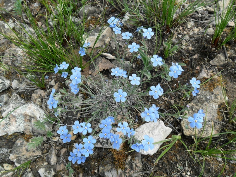 Изображение особи Eritrichium jenisseense.