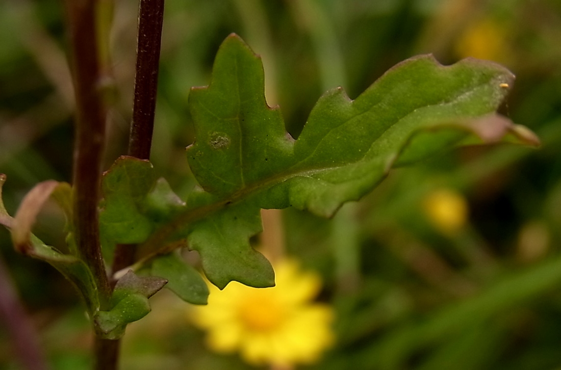 Изображение особи Senecio erraticus.