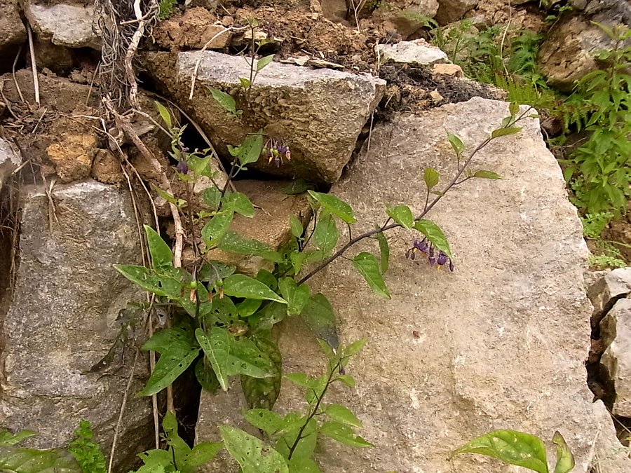 Image of Solanum dulcamara specimen.