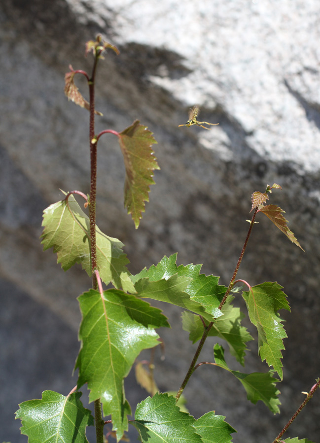 Изображение особи Betula tianschanica.