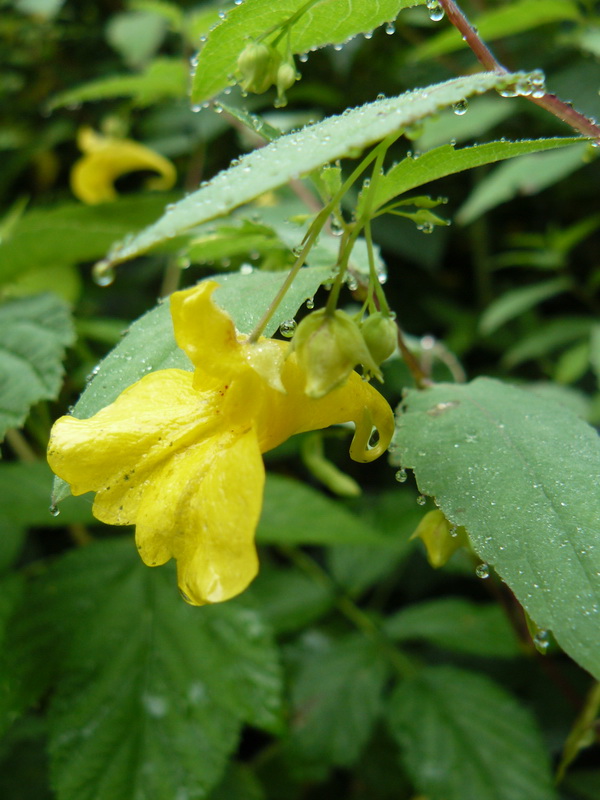 Изображение особи Impatiens noli-tangere.