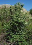 Lonicera nummulariifolia. Цветущий кустарник. Казахстан, Южно-Казахстанская обл., долина р. Боролдай. 03.05.2011.