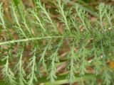 Achillea millefolium