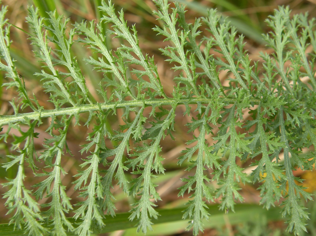 Изображение особи Achillea millefolium.