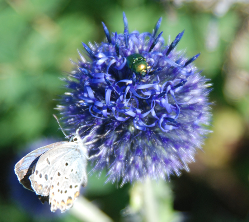 Изображение особи Echinops davuricus.