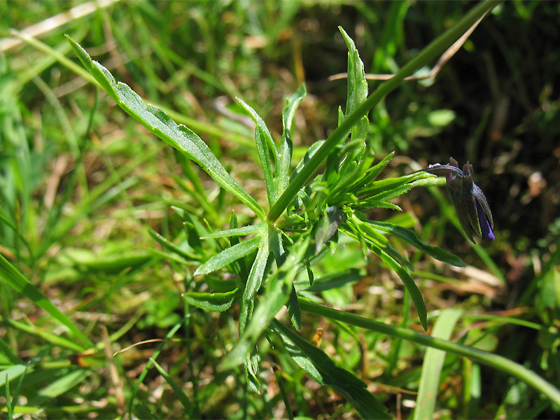 Image of Viola declinata specimen.