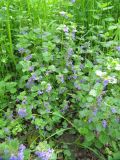 Glechoma hederacea. Цветущие растения на краю техногенной площадки. Московская обл., Одинцовский р-н, г. Кубинка. 27.05.2011.