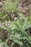 Oxytropis baldshuanica