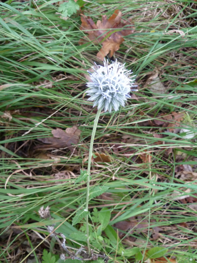 Изображение особи Echinops galaticus.